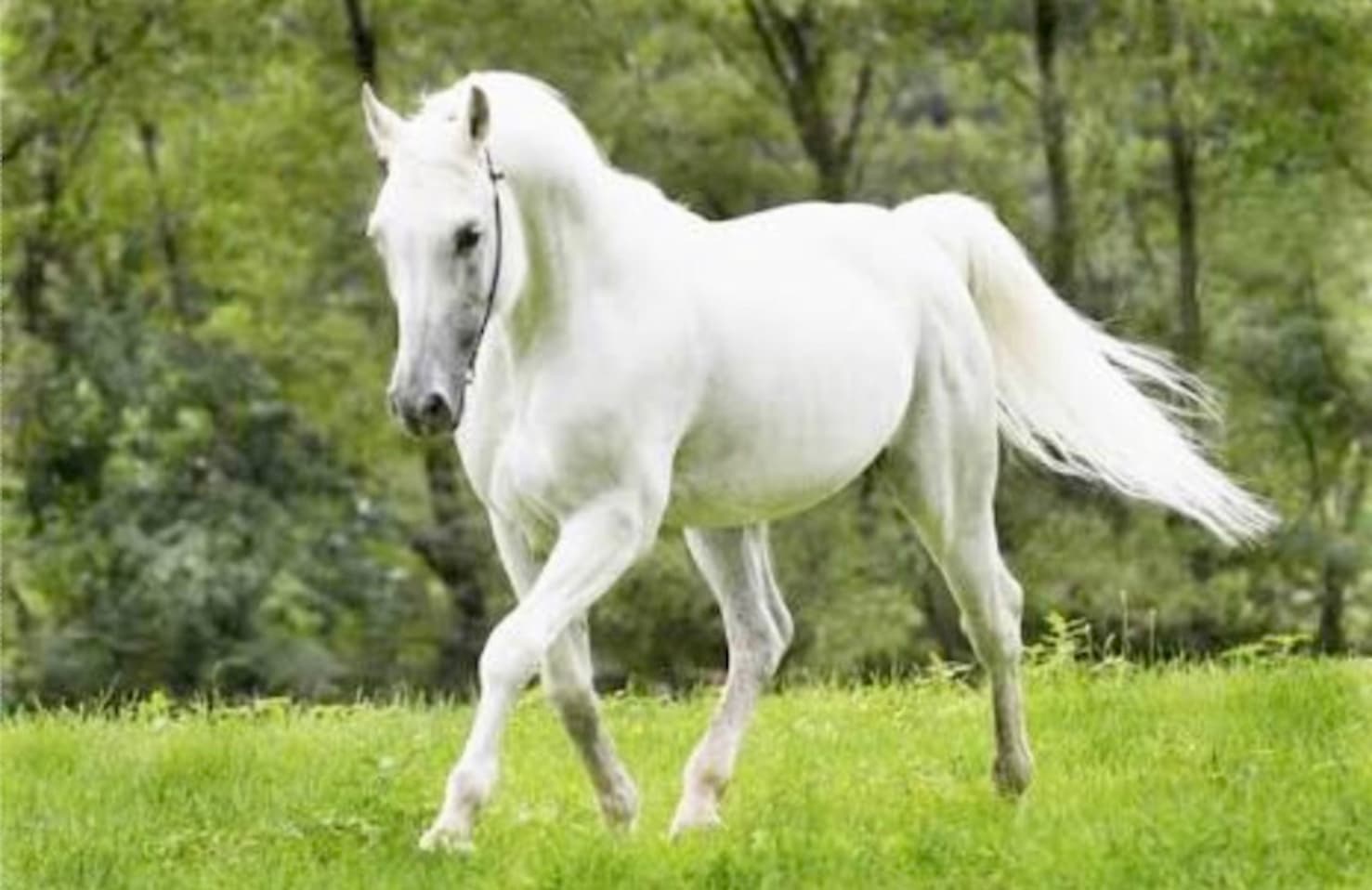 Veja nomes para cavalos e éguas
