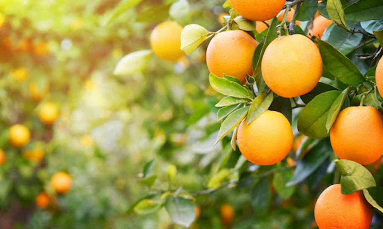 Citros: com procura fraca, liquidez é baixa para laranja e tahiti