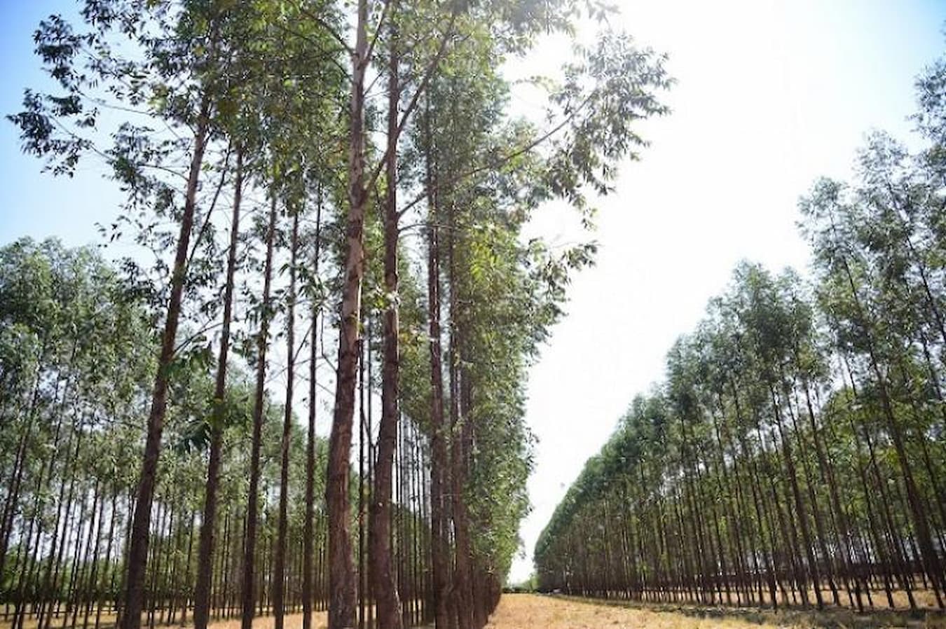 Exportações de produtos florestais de MS somaram US$ 1,5 bilhão em 2021