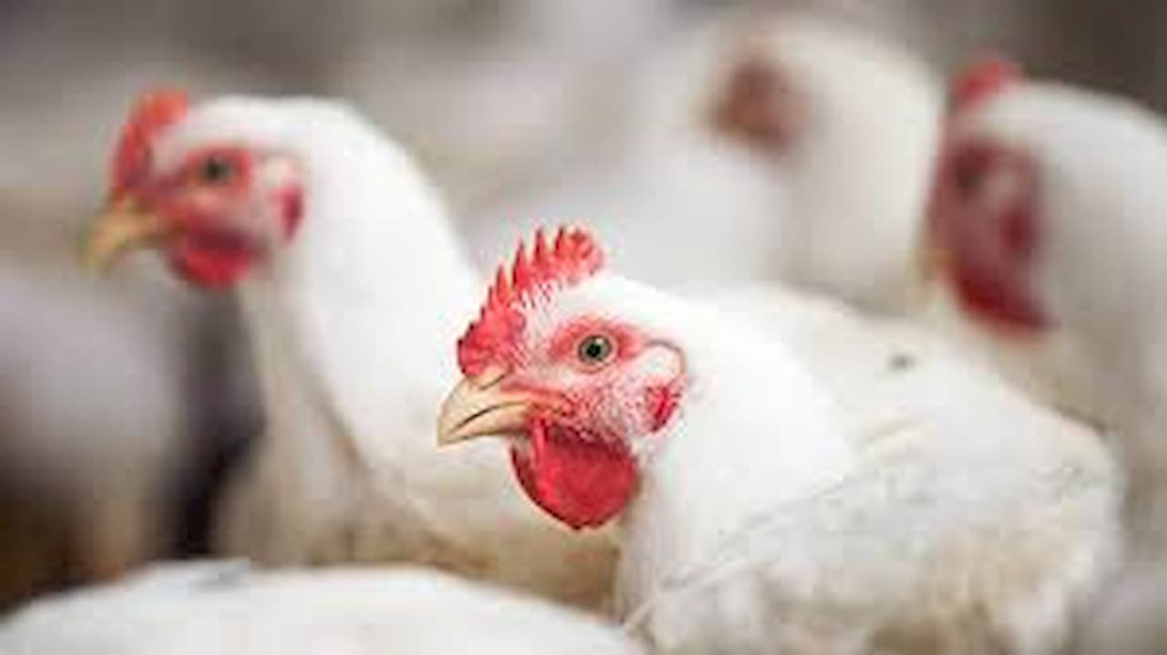 Confira o desempenho do frango vivo em novembro de 2021