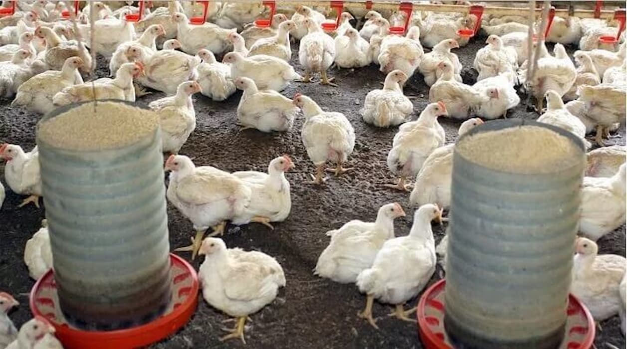 Confira desempenho do frango vivo e abatido na 50ª semana do ano