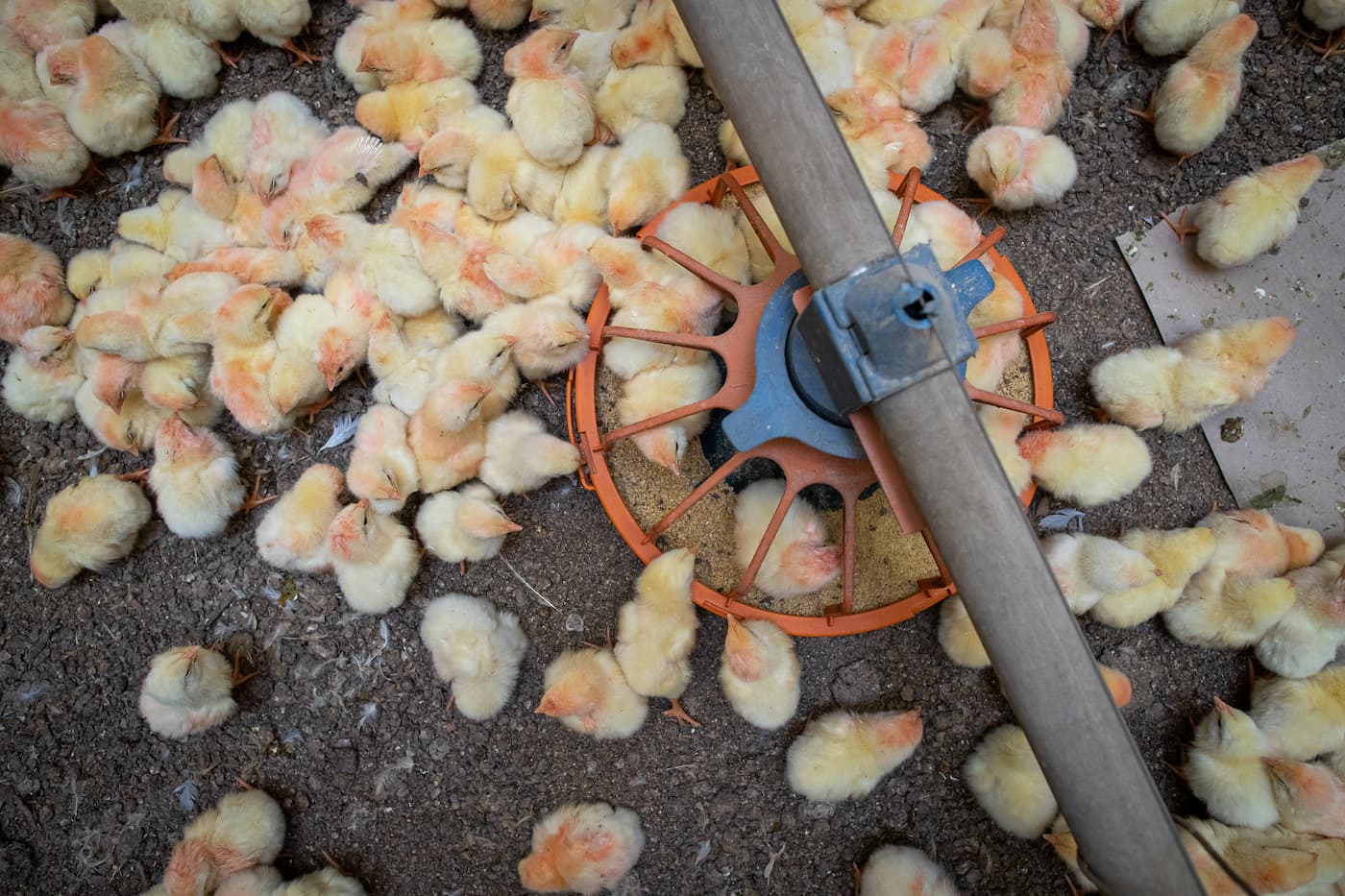 Confira o desempenho do frango vivo e abatido na 36ª semana de 2021