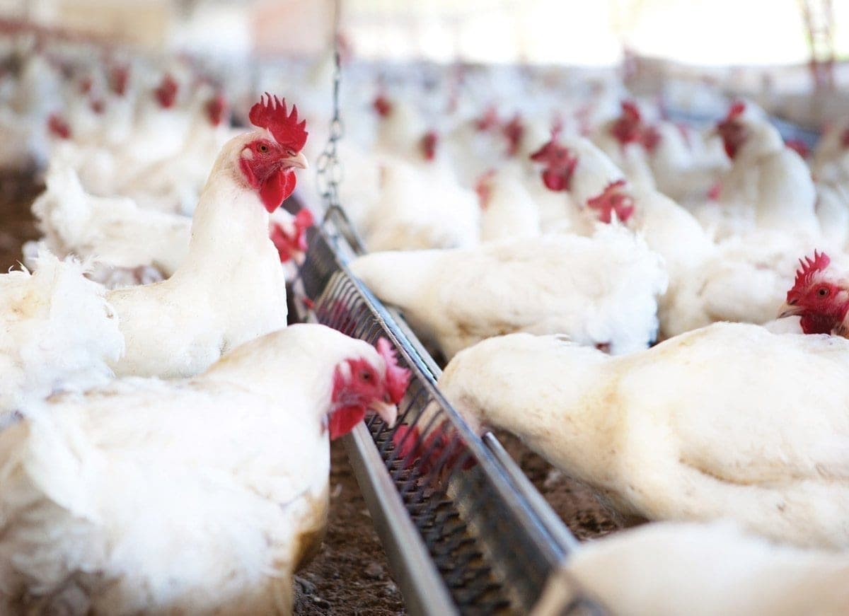 Frango: valor da carne permanece alta em abril de 2022
