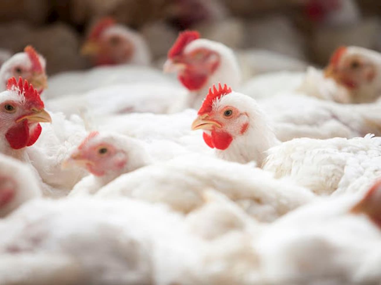 Frango: poder de compra do avicultor cai