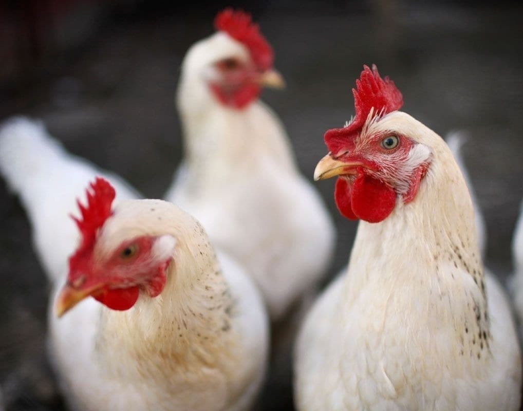 Cotações do frango seguem em baixa