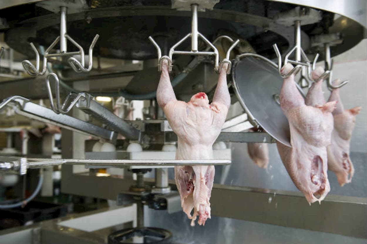 Preço da carne de frango segue em queda em 2023