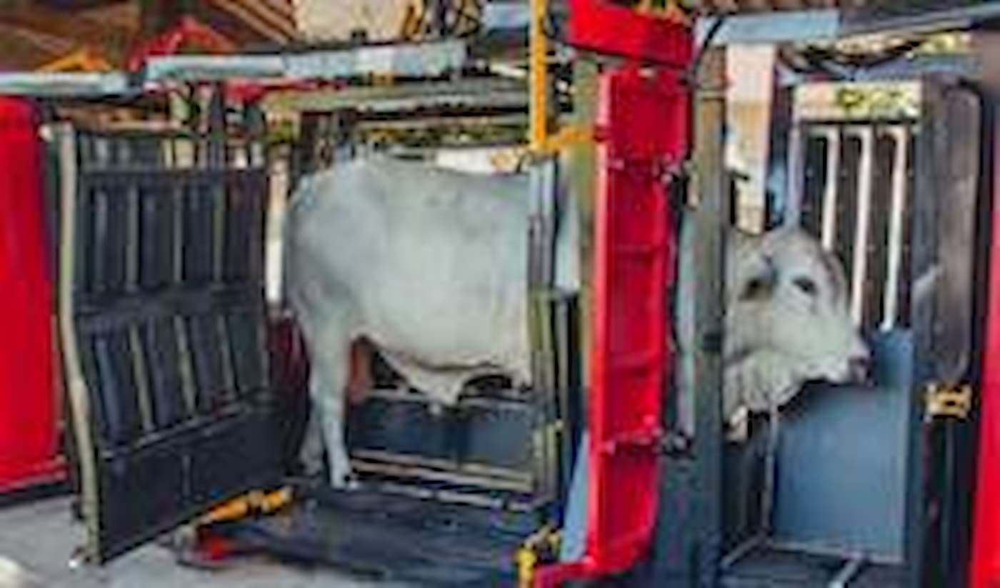 Troncos de contenção trazem facilidade de manejo e aumento da produtividade na pecuária