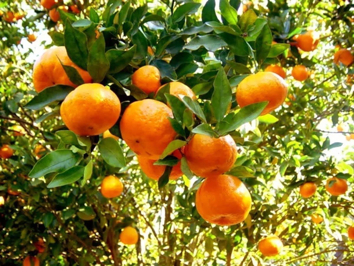 Citros: exportação do suco de laranja recuou