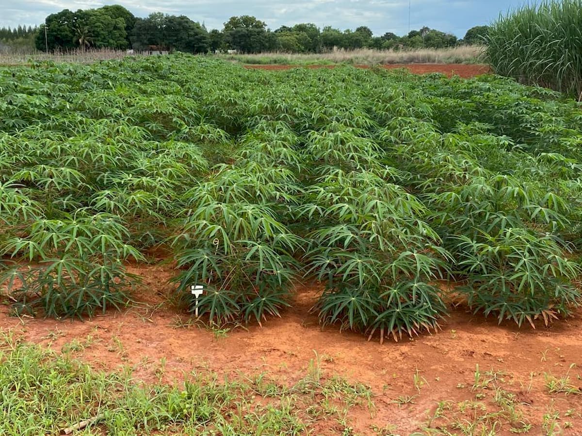 Mandioca: esmagamento segue abaixo das expectativas