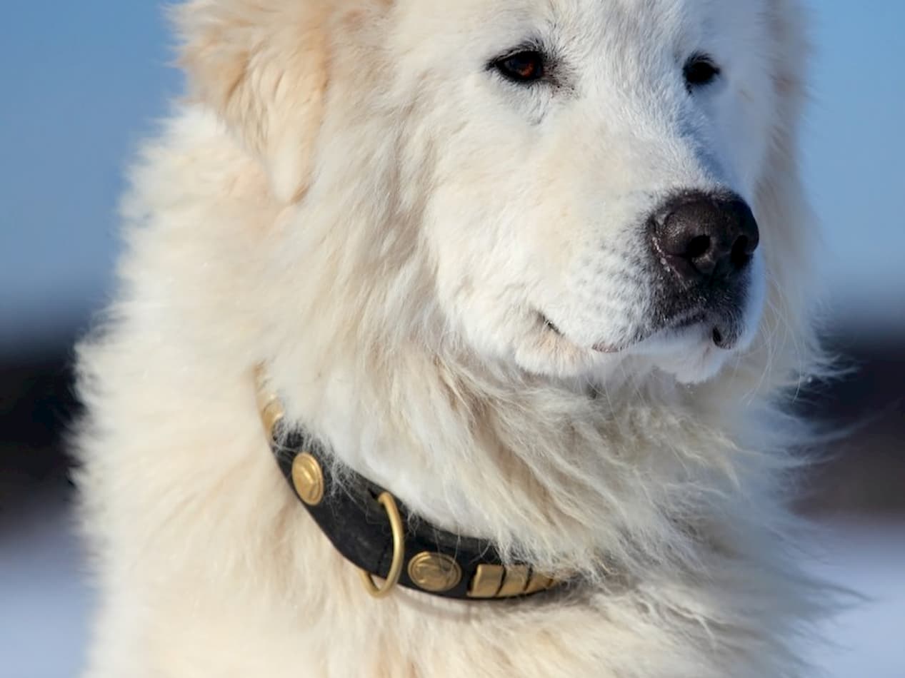 Conheça a raça de cão de trabalho: Pastor Maremano Abruzês