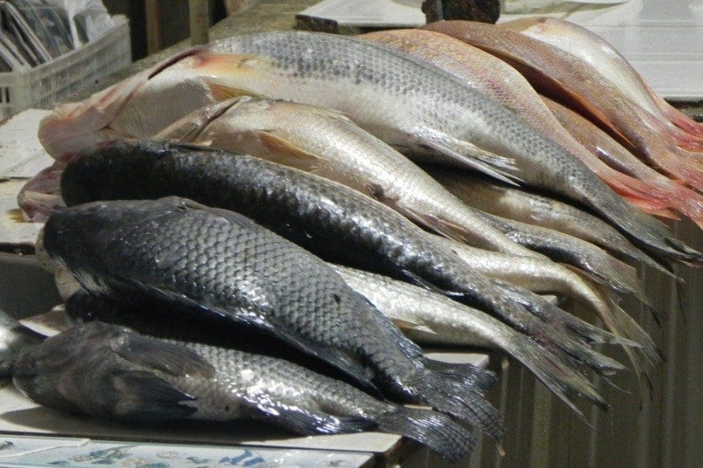 Piracema termina e novas regras para a pesca passam a vigorar nos rios de Mato Grosso do Sul