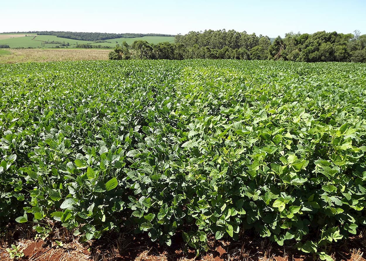 Soja: procura firme impulsiona prêmios do grão e do farelo