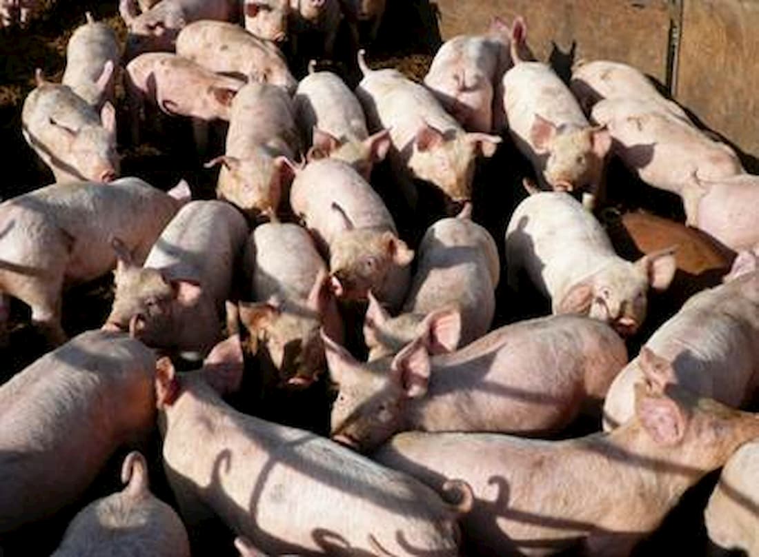 Suínos: preços do vivo seguem distintos