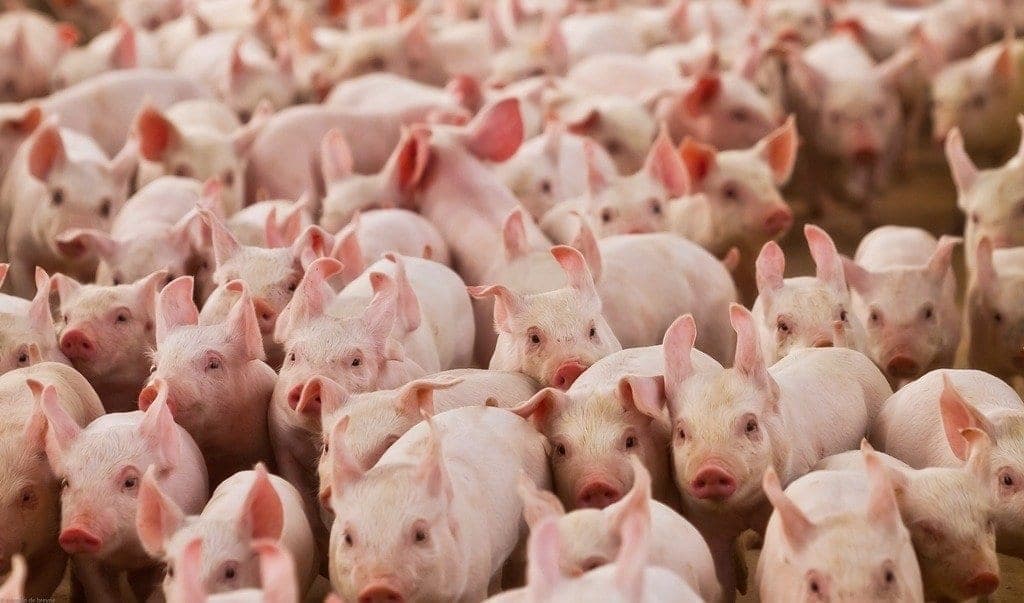 Novo caso de peste suína na Alemanha é constatado fora de área mapeada