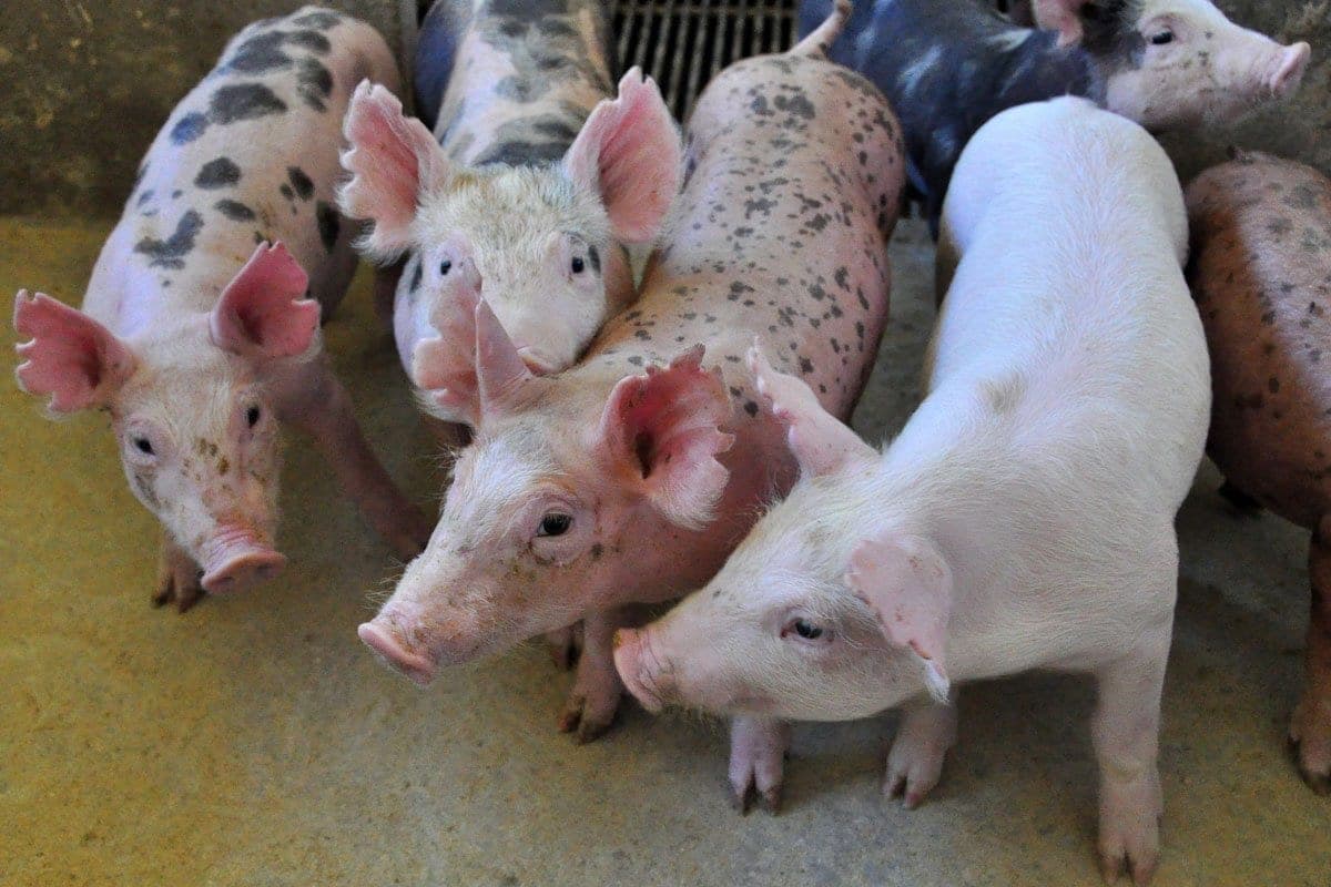 Mercado do suíno reage e registra 1 ª alta desde o Dia das Mães