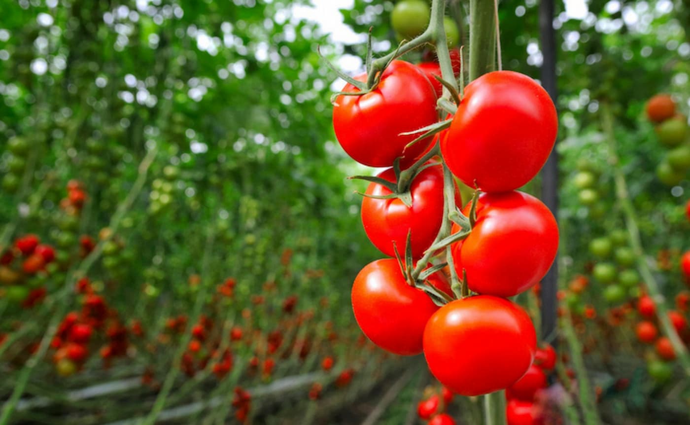 Dia do tomate – Associação Tomate BR traz números do setor, confira