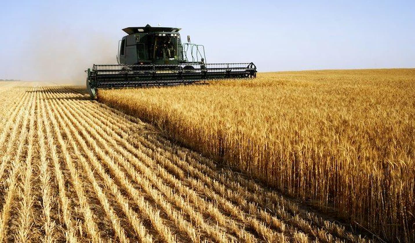 Mercado do trigo 01 de novembro 2022