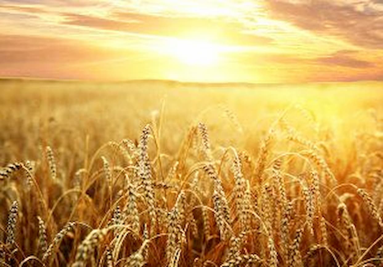 Trigo supera efeitos climáticos, previsão é de grande safra em Santa Catarina; analisa CONAB