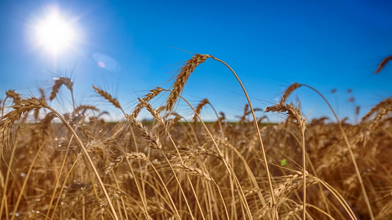 Trigo: negócios seguem lentos no Brasil
