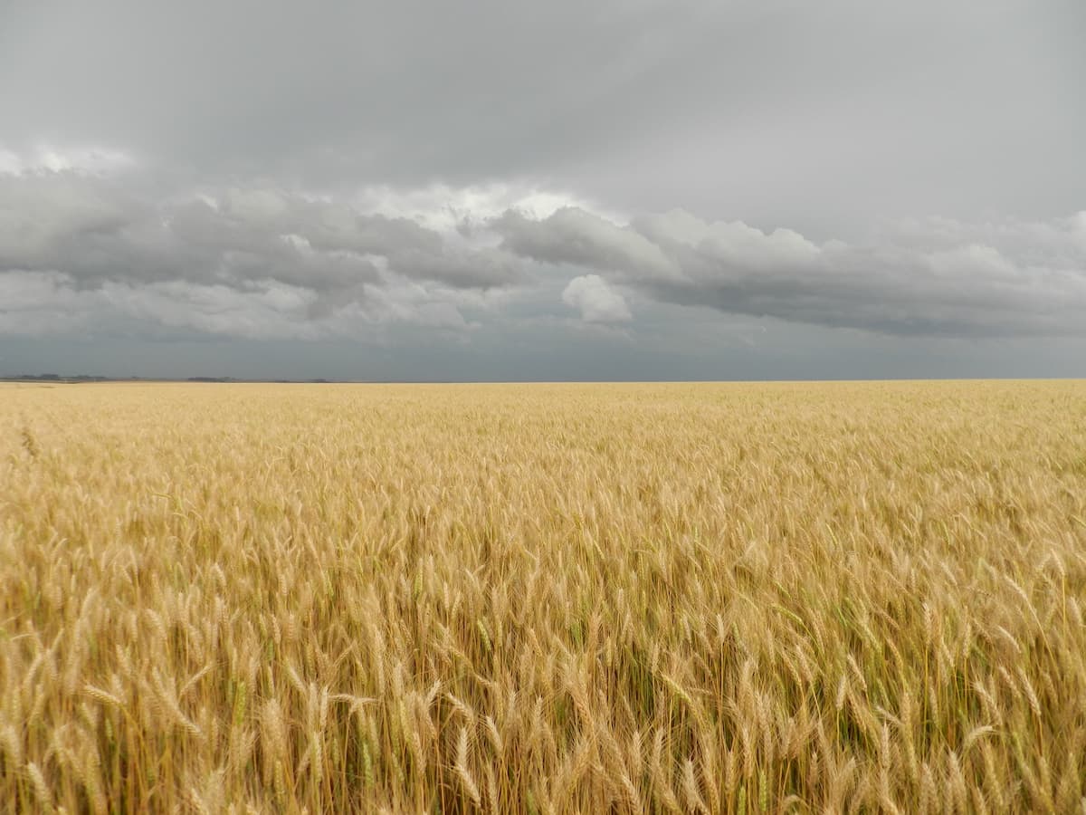 Argentina deverá colher 22,1 milhões de toneladas de trigo em 2021/22