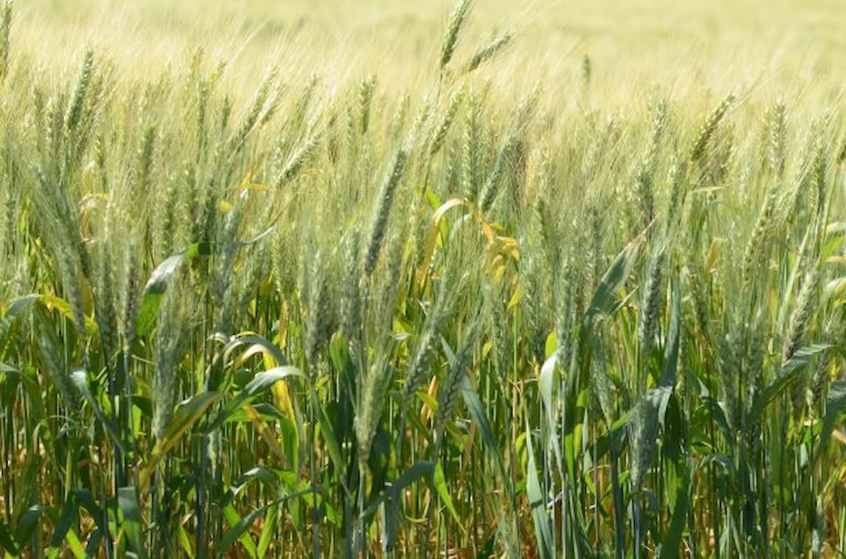 Trigo: novas estimativas indicam safra recorde no Brasil
