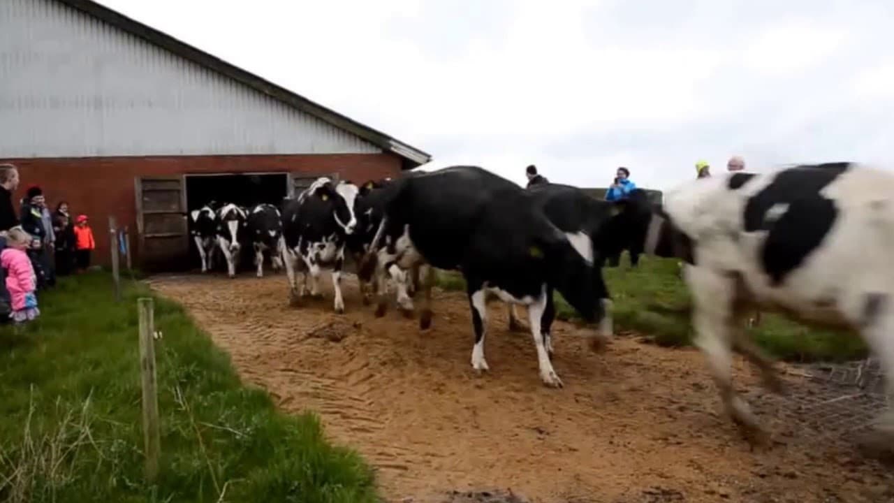 Vídeo: Vacas da Dinamarca fazem dança engraçada após meses de confinamento