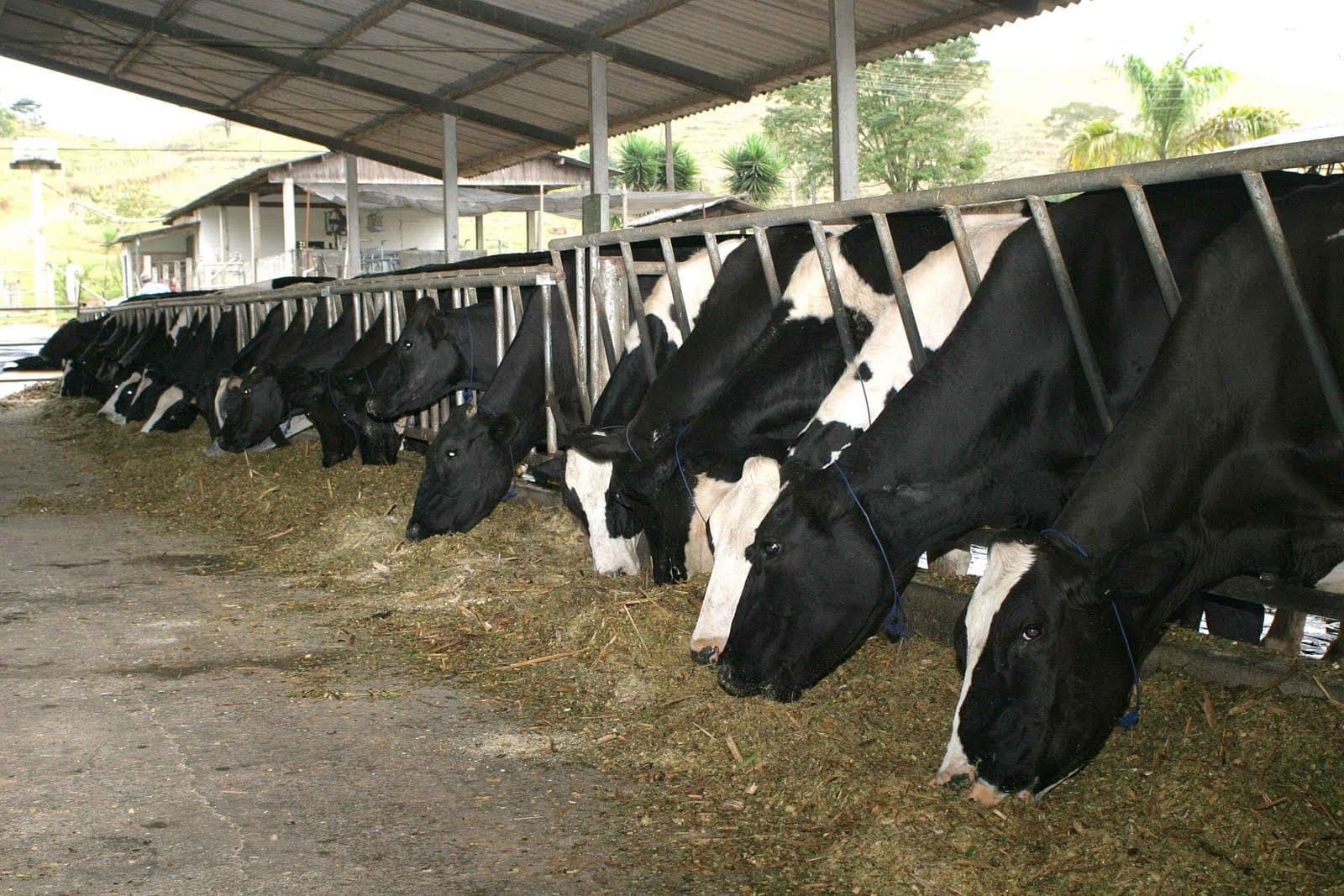 Produção de leite de Mato Grosso cai para 13ª posição