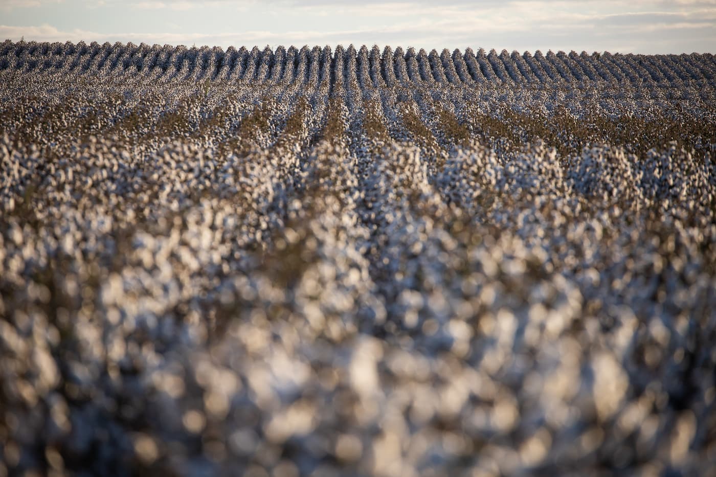 Preço do algodão sinaliza alta paridade na exportação
