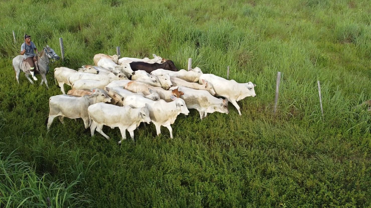 Boi: diferença entre preços do boi e da carne diminui em 2022