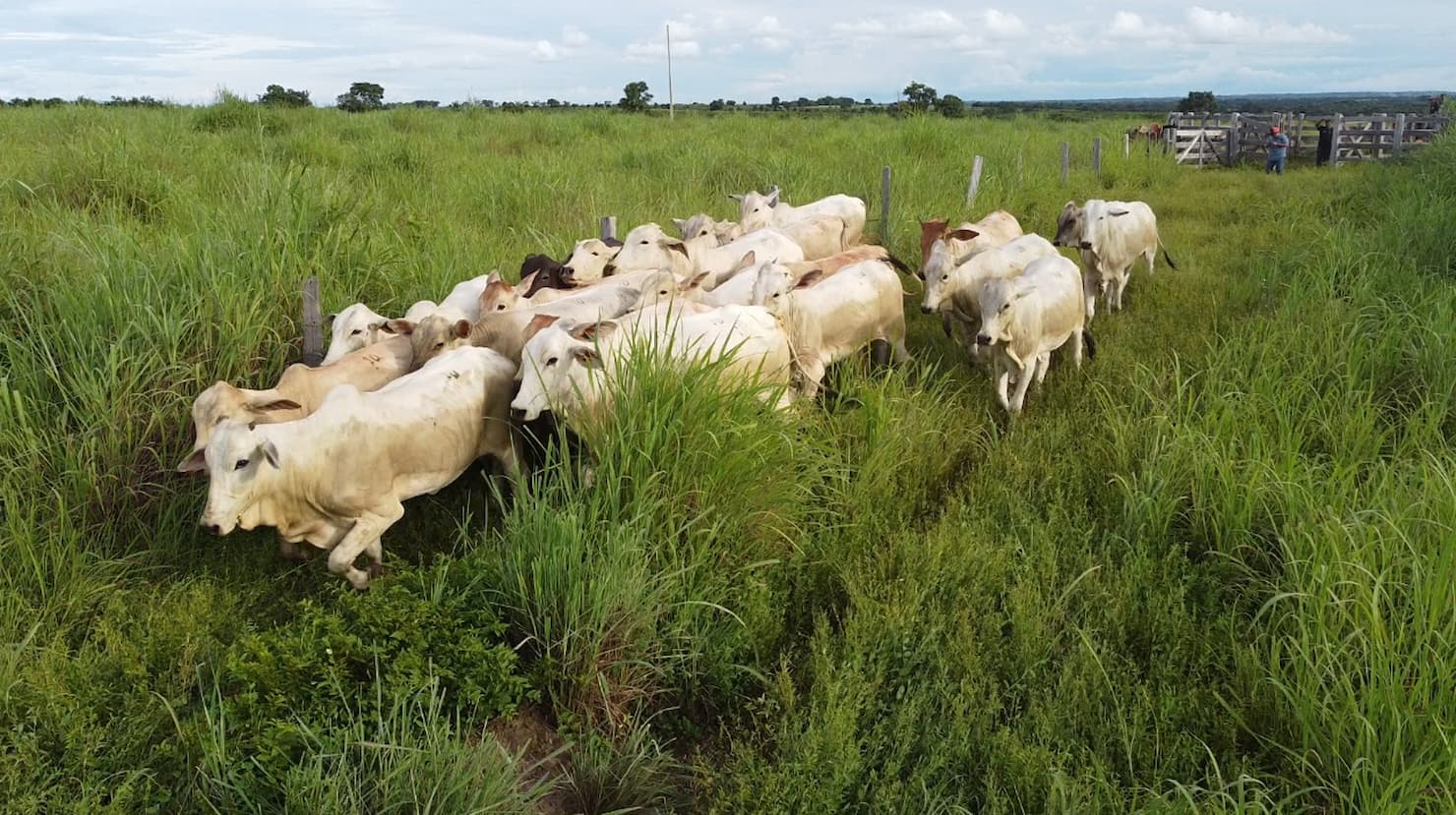 Boi: em Mato Grosso, arroba segue em queda