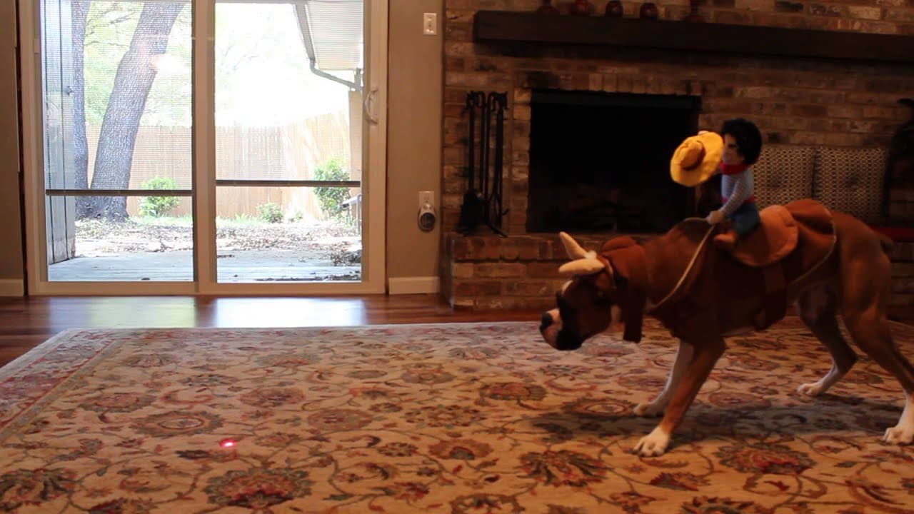 Kkk – Você já viu o rodeio do Cowboi de pelúcia e o “Cão Bandido”? então vale a pena ver