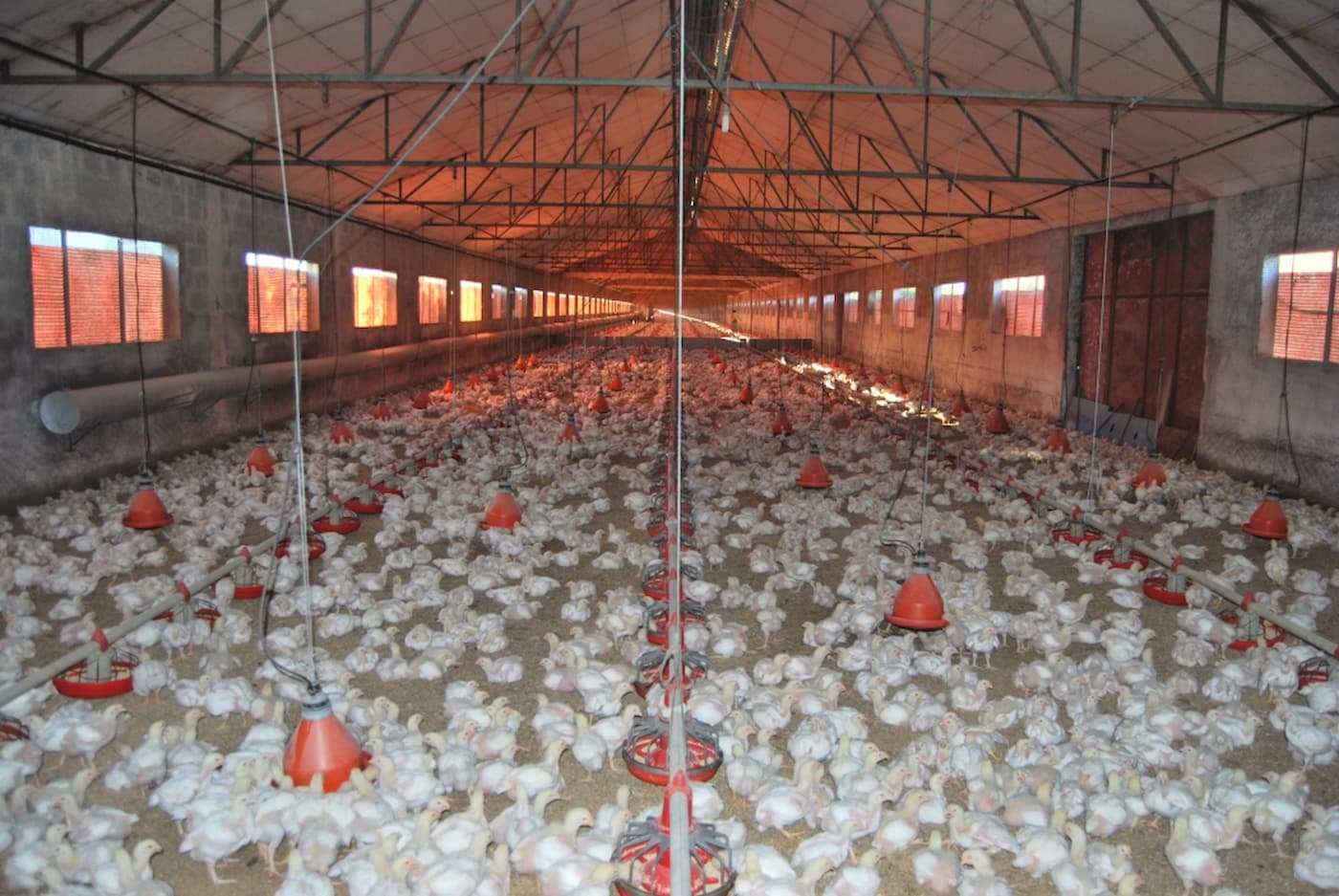 Volume de frango exportado renova recorde em 2022