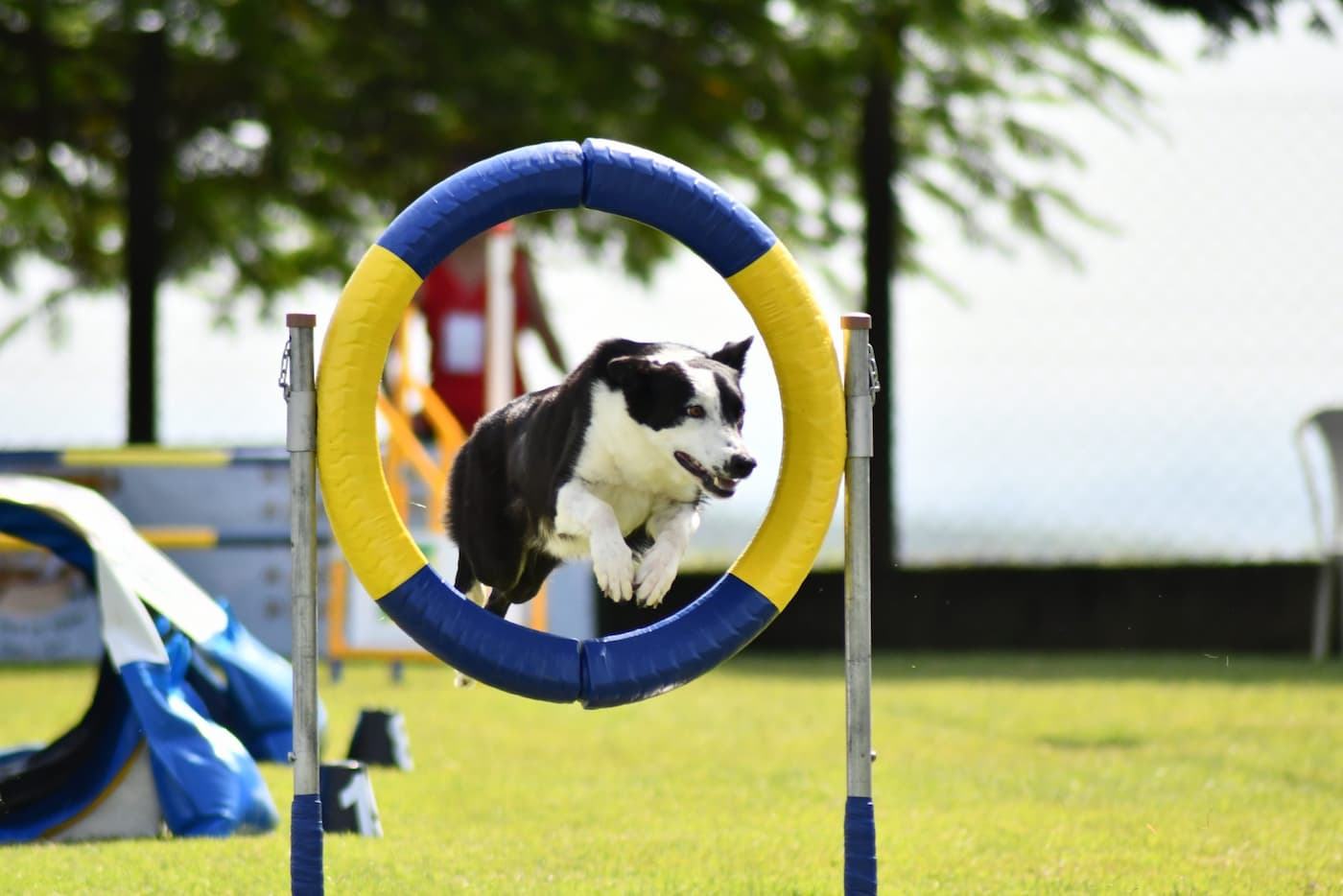 Campeonato Brasileiro de Agility será passaporte para Mundial da Áustria
