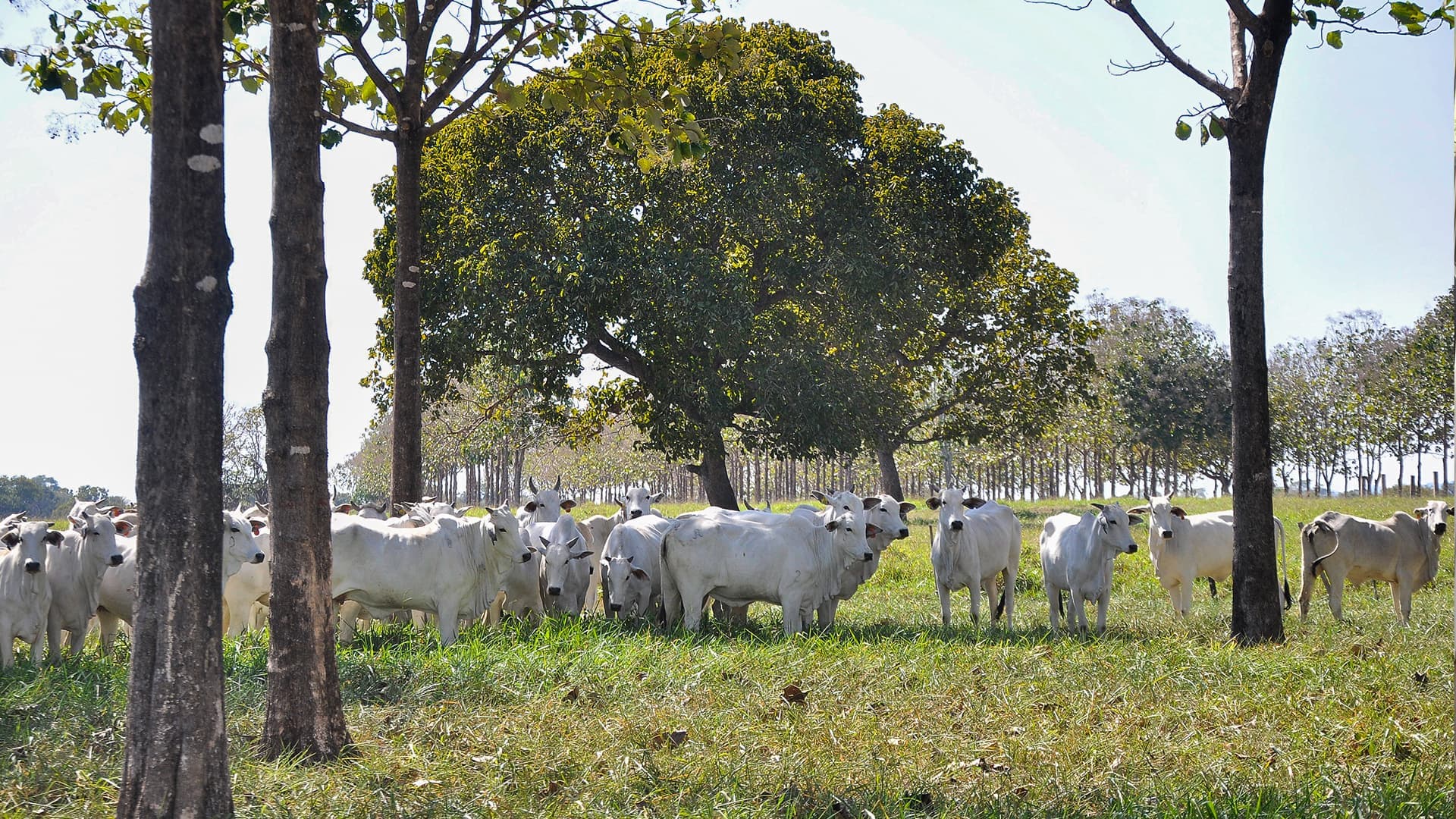 Produtores rurais devem atualizar cadastro no Siga-MT