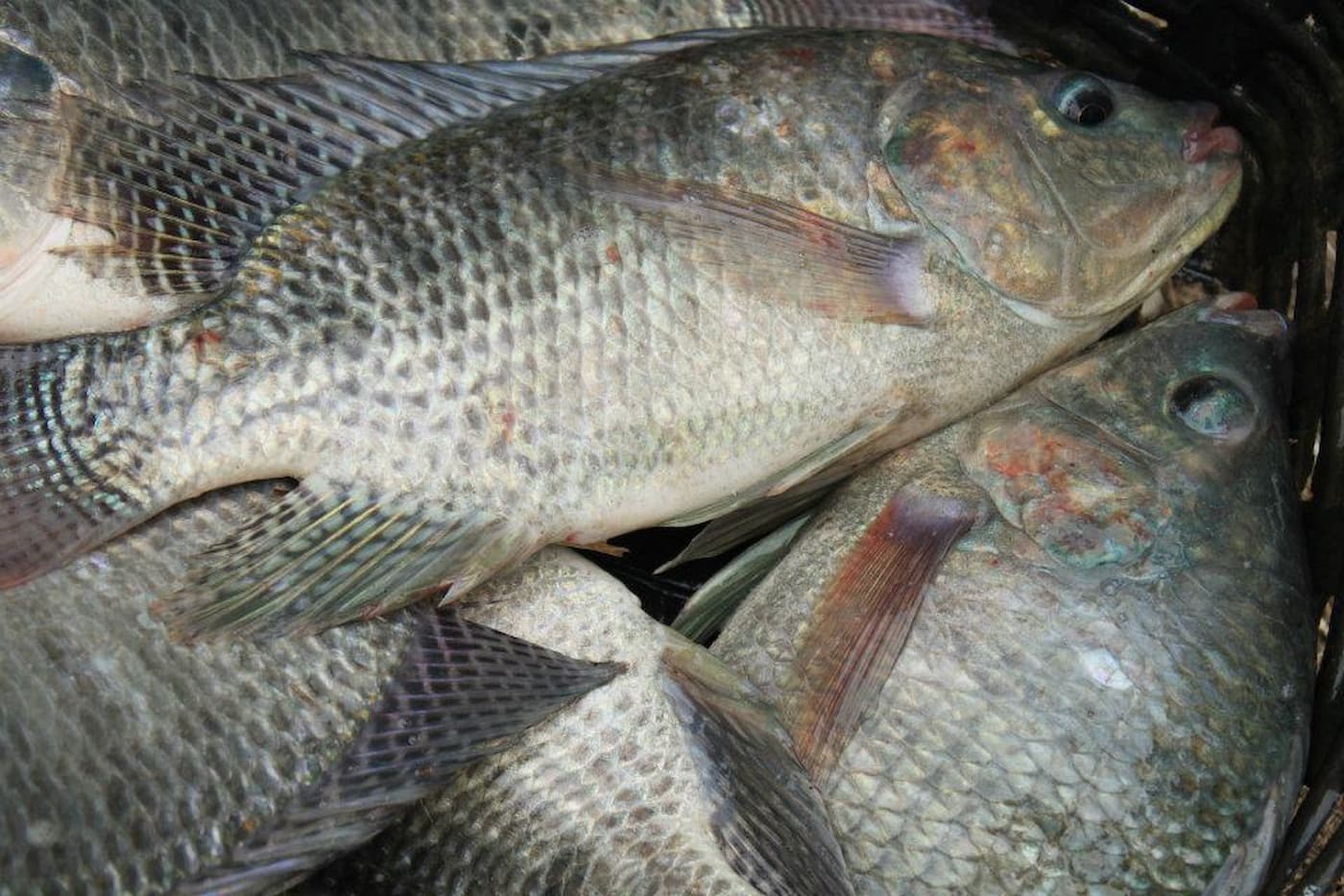 Tilápia: preços recuam pelo 2° mês consecutivo
