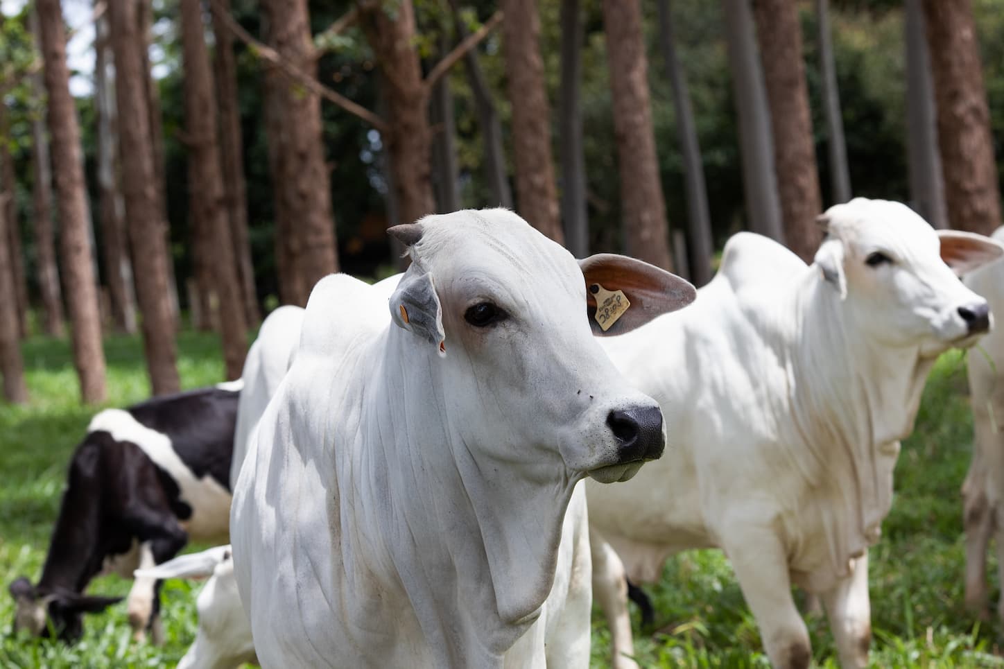 USDA aponta aumento nas importações boi china em 2023