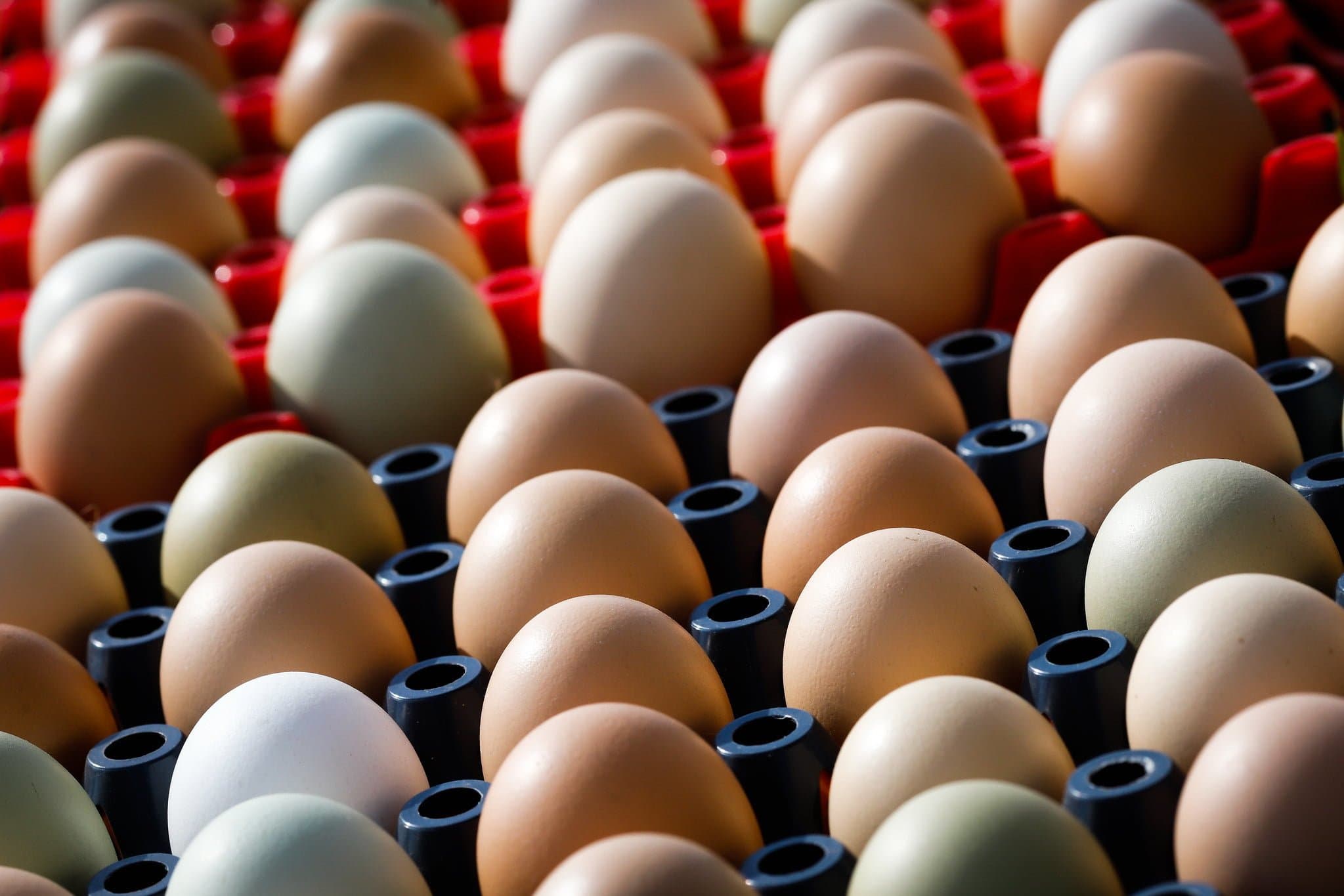 Preços dos ovos sobem na 3ª semana de janeiro