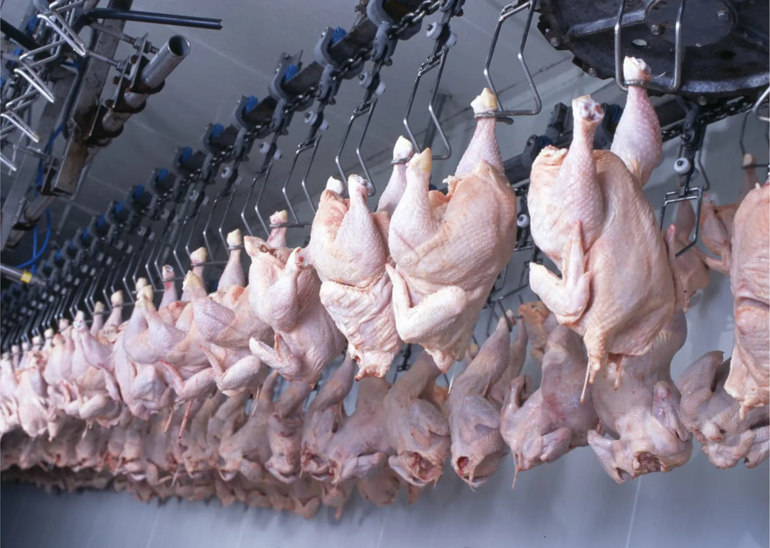 Competitividade de carne e frango cresce frente às demais em 2022