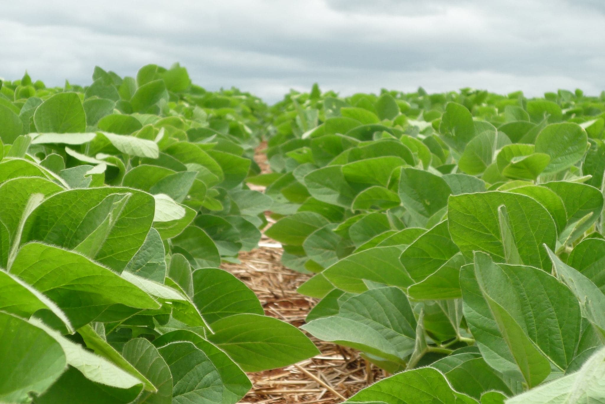 Dólar sustenta preço interno da soja