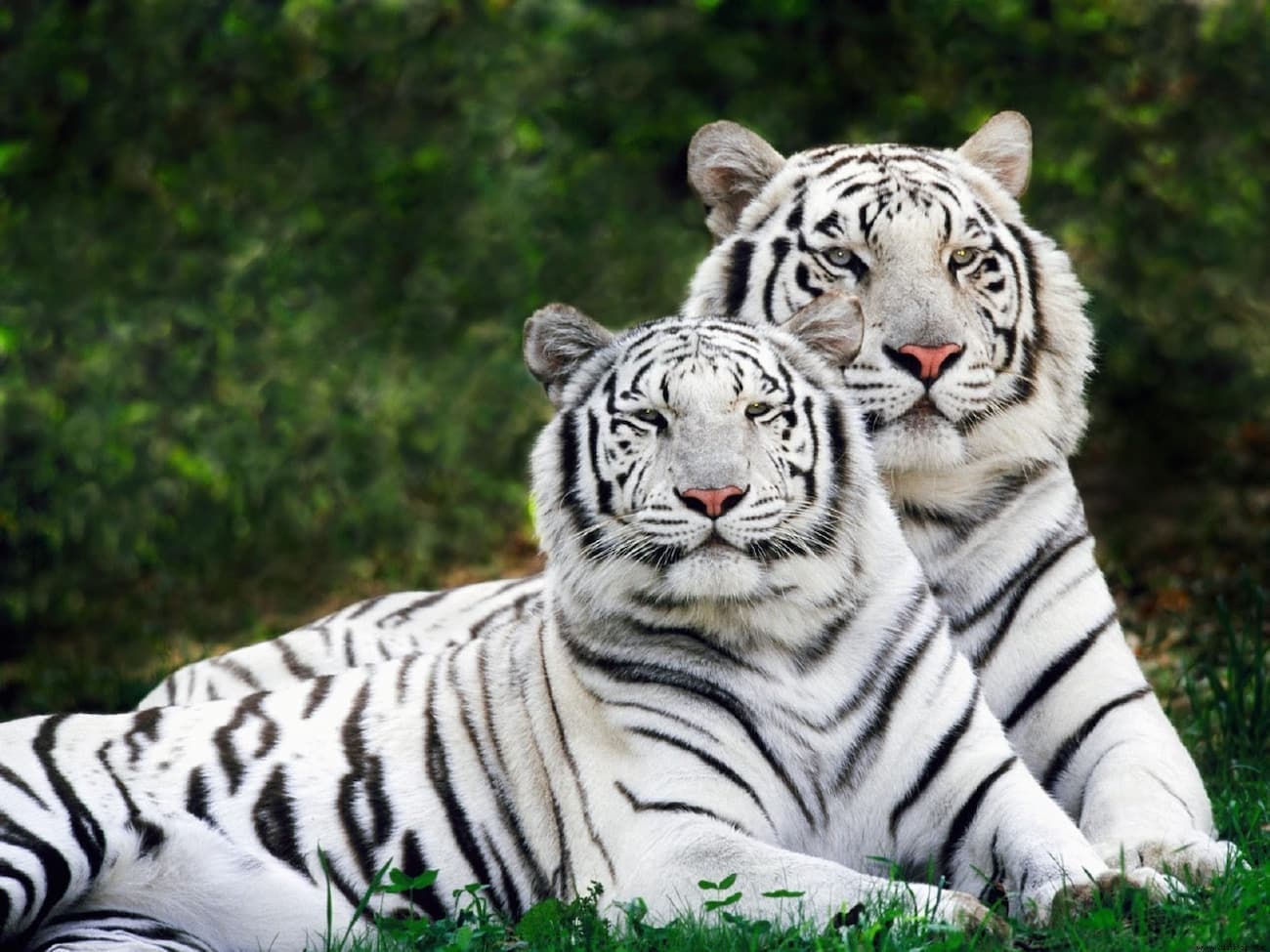 Você sabe qual animal tem a mordida mais forte?