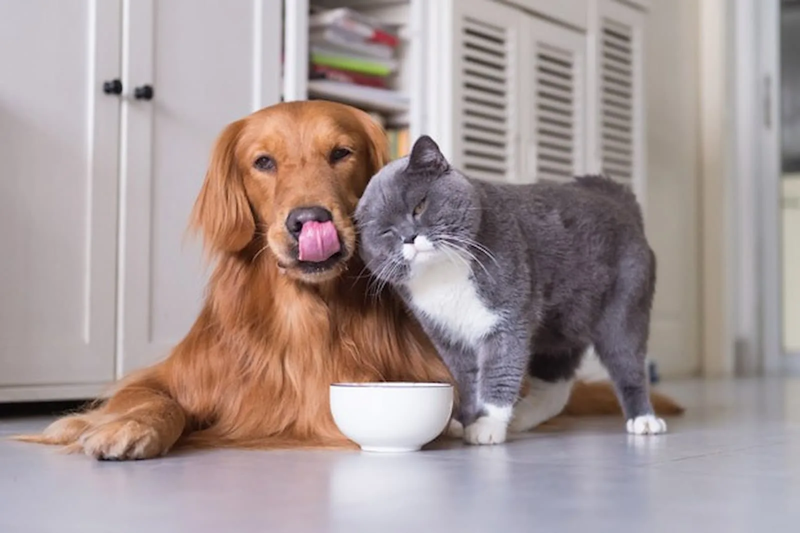 Pesquisa revela TOP 10 nomes de Pets mais queridos do Brasil