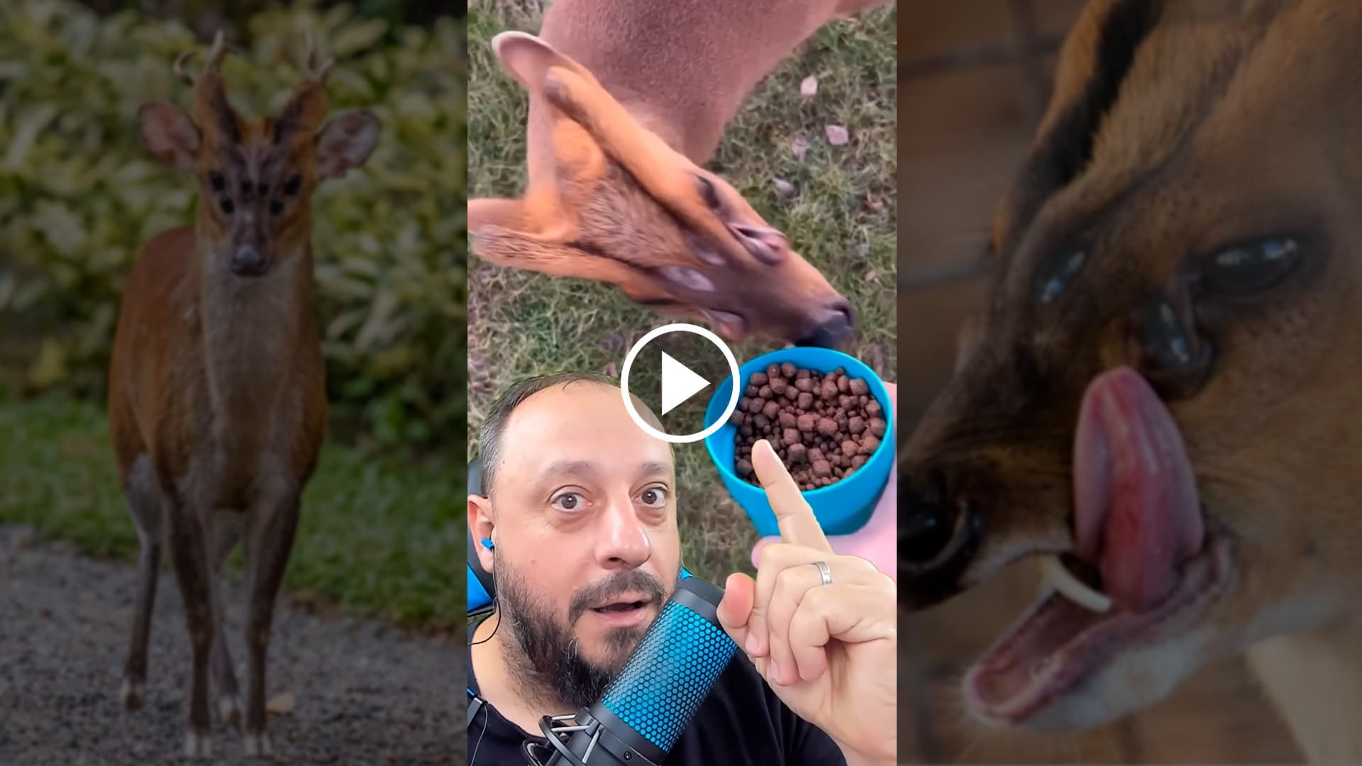 Será o “Dia D”? Em vídeo viral, Biólogo desvenda criatura de 6 olhos