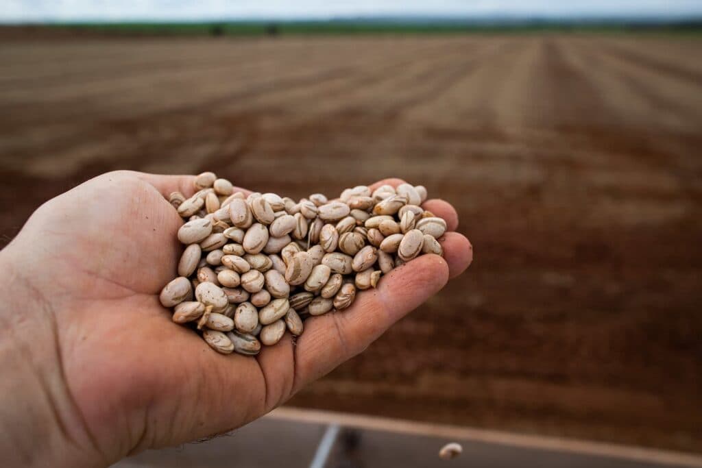 Exportações brasileiras de pulses crescem 30%