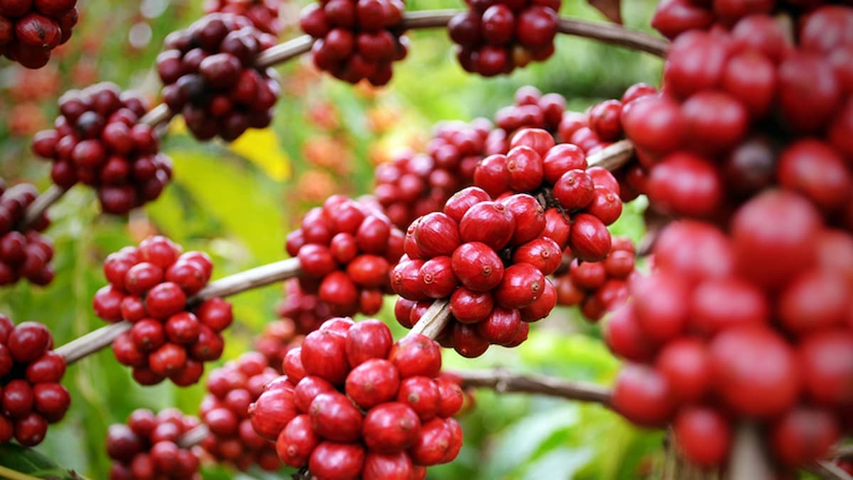 Alerta no cafezal: Por que a colheita de café está lenta e como o El Niño ameaça a safra
