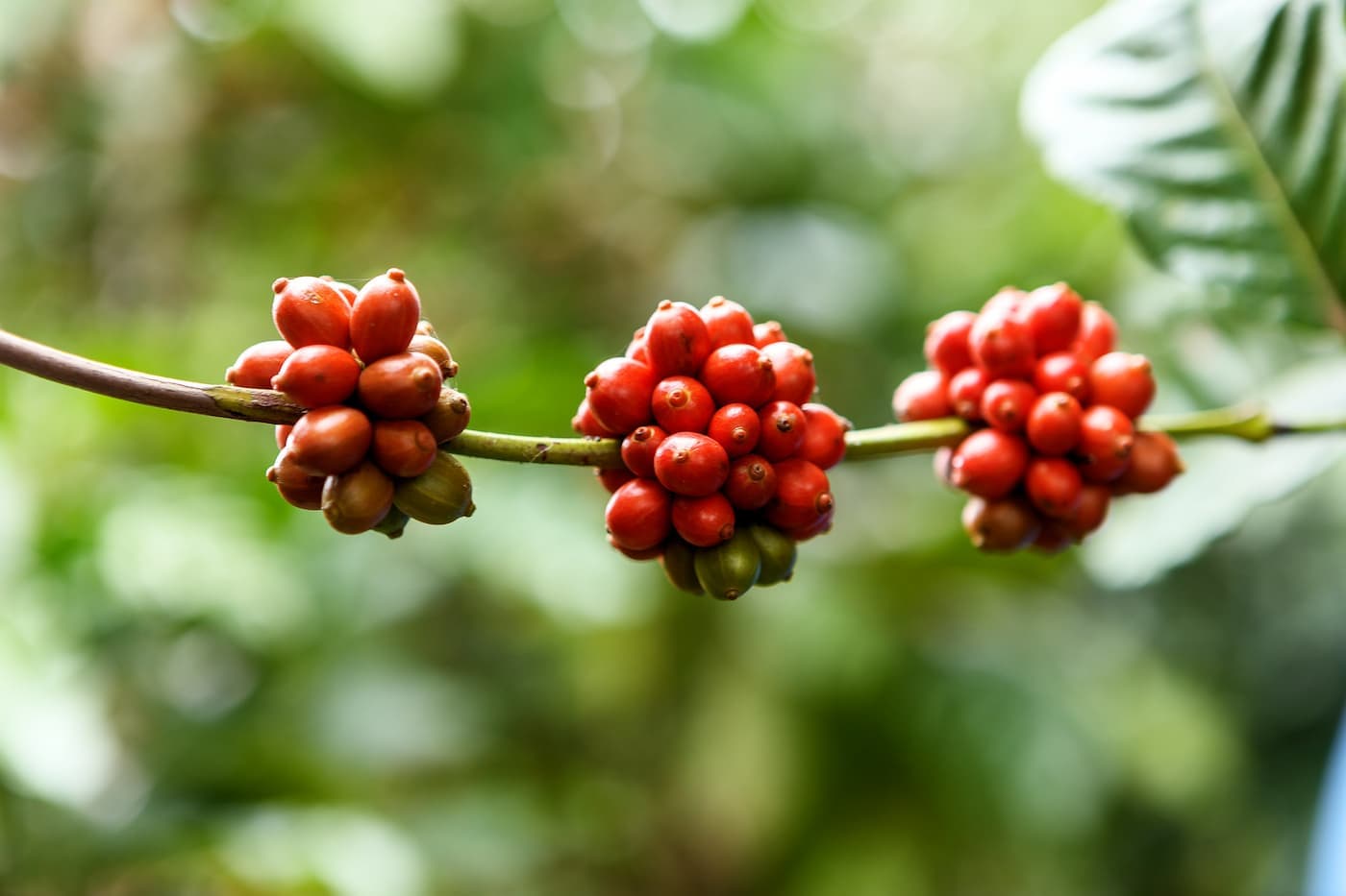Produção de café em 2026 tem alta de 18%