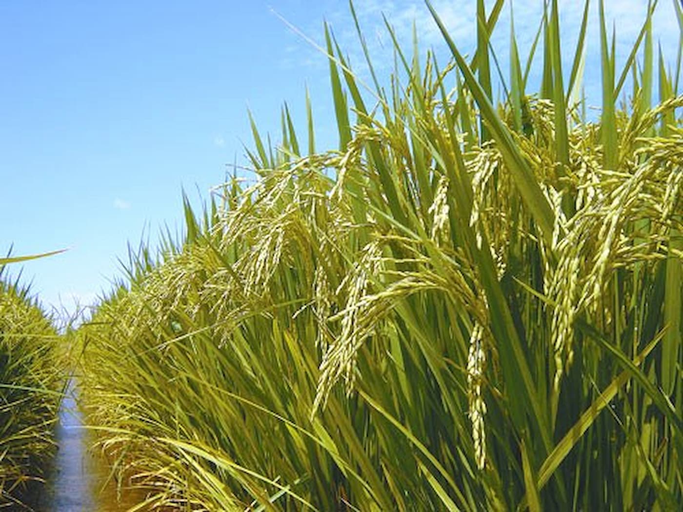 Arroz: negócios no spot seguem limitados