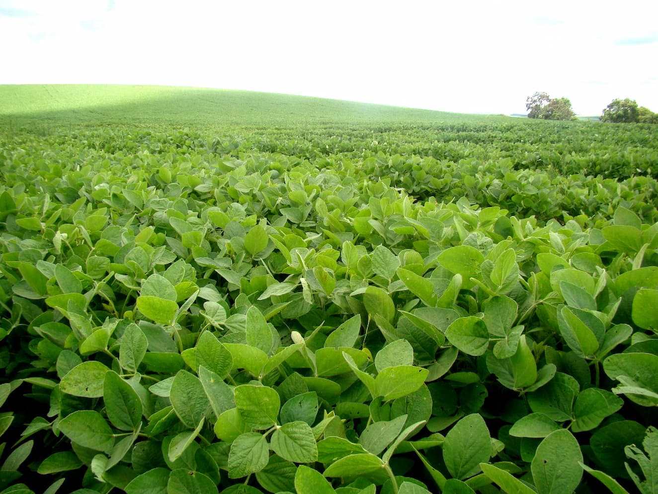 Recuo no Valor Bruto de Produção (VBP) da Soja