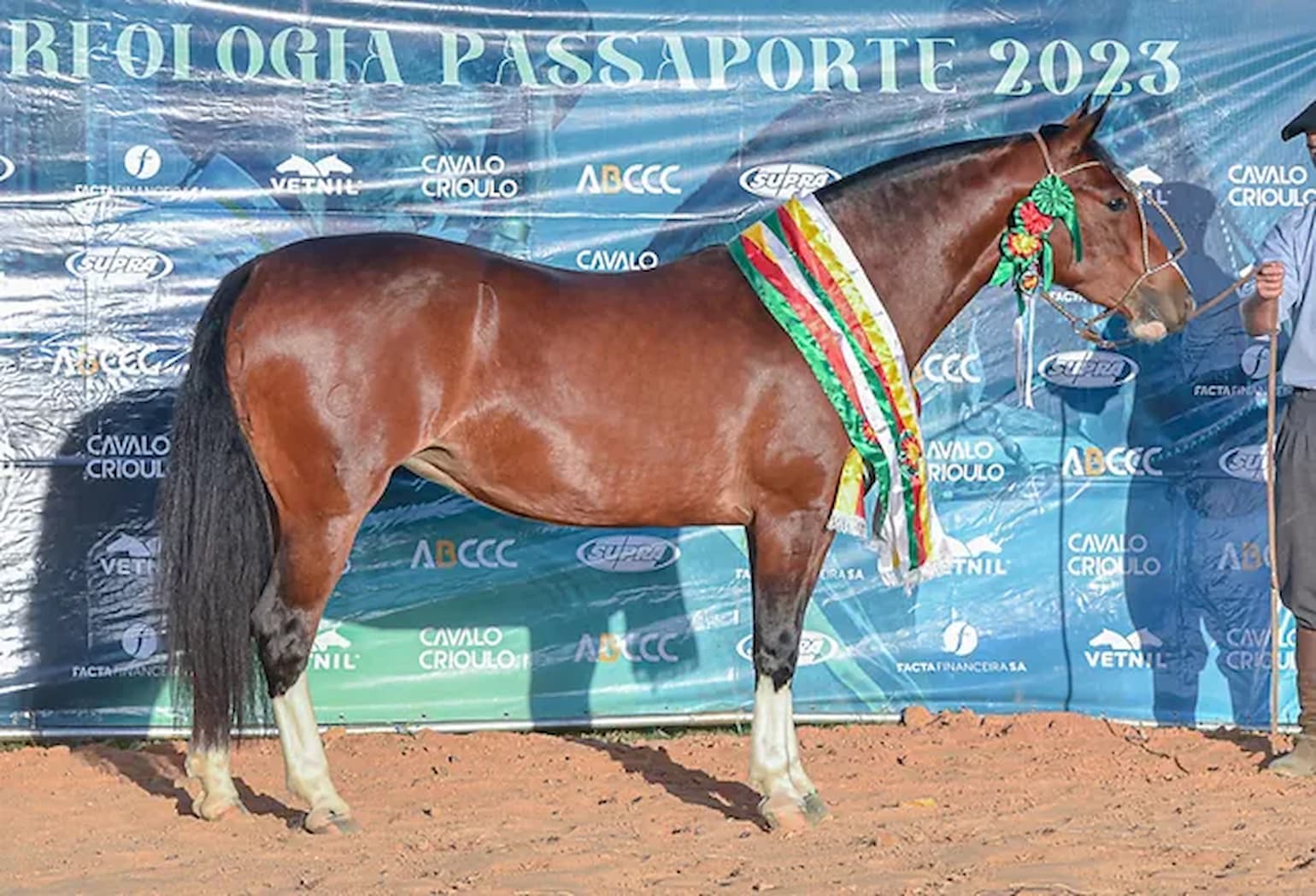 Março marca retomada das seletivas morfológicas do Cavalo Crioulo