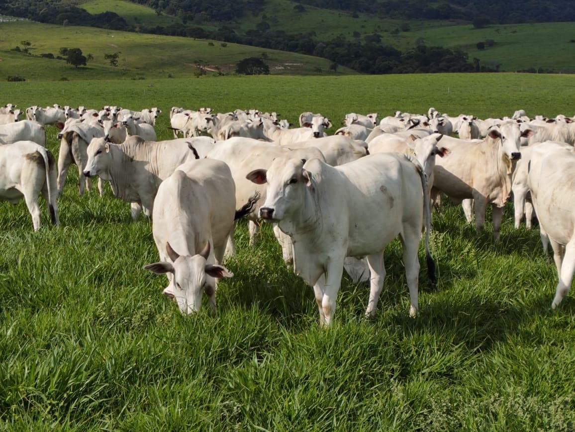 Integra Carbono Embrapa unifica esforços para reduzir emissões de GEE