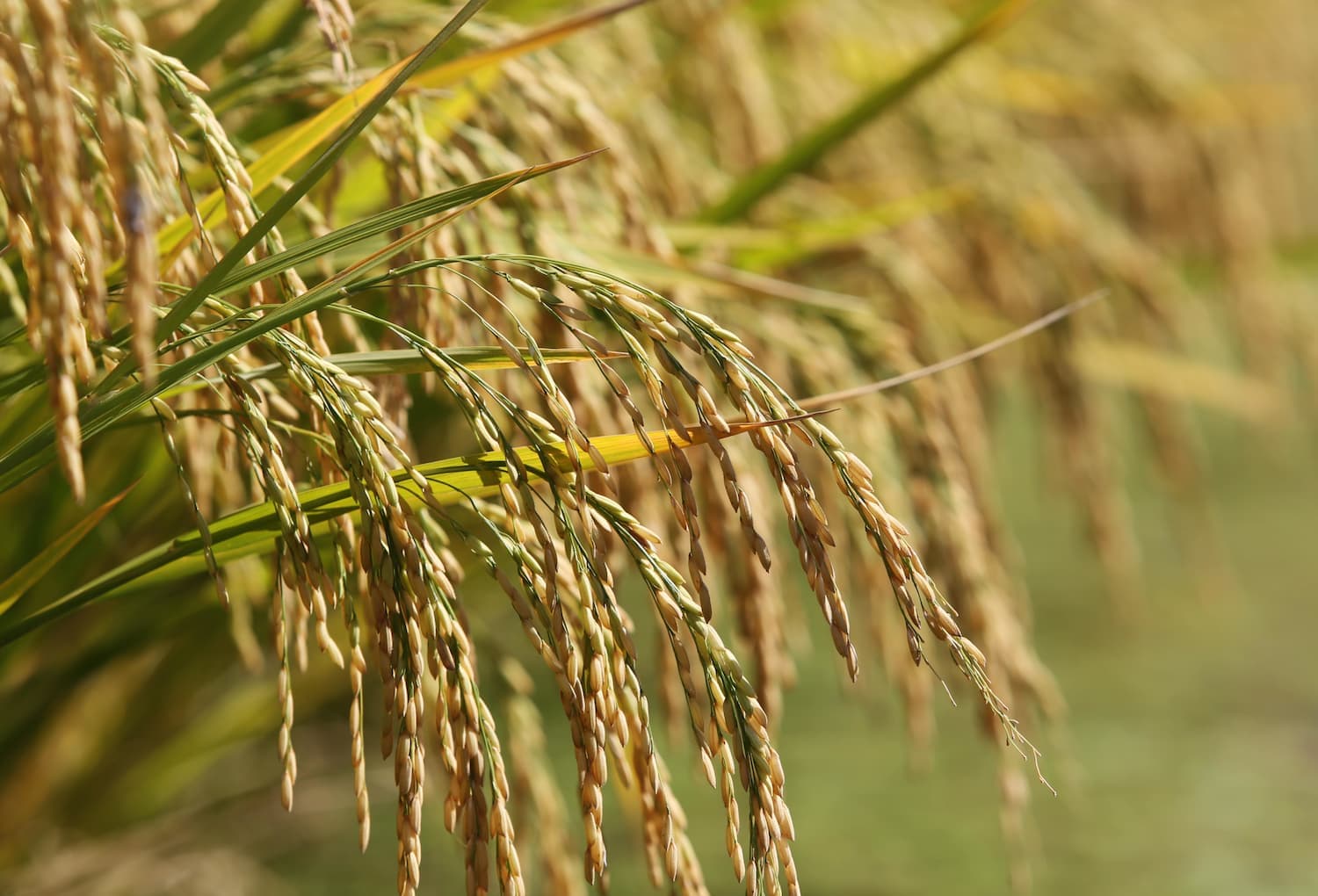 Federarroz confirma exportação de saca de arroz a R$ 82 no Porto de Rio Grande